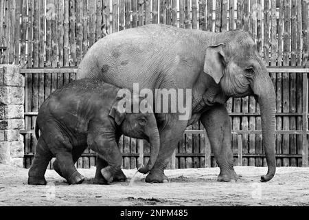 Junger Elefant, der mit erwachsener Elefantenmutter in Schwarz-weiß läuft Stockfoto