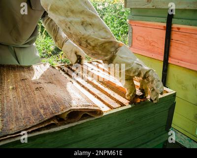 Imker Entfernen Wabe aus Bienenstock. Person im Imkeranzug, der Honig vom Bienenstock nimmt. Bauer trägt Bienenanzug arbeiten mit Wabe in Bienenhaus. Stockfoto