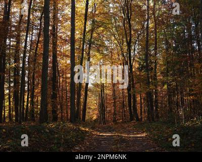 Herbstwald im Nordwesten Polens Stockfoto