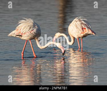 Ein Paar Flamingos, die Essen im See suchen Stockfoto