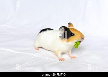 Rothaarig mit weißen Flecken Meerschweinchen auf einem weißen Wandhintergrund. Stockfoto