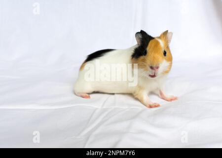 Rothaarig mit weißen Flecken Meerschweinchen auf einem weißen Wandhintergrund. Stockfoto