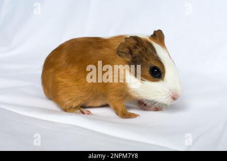 Rothaarig mit weißen Flecken Meerschweinchen auf einem weißen Wandhintergrund. Stockfoto