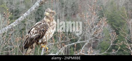 Juvenile Weißkopf-Seeadler im Baum Stockfoto