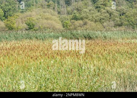 Schilfrohr (Cat's-Schwanz und Schilf Arten - Typha latifolia und Phragmites communis). Schwerpunkte Schwerpunkt auf den braunen Kopf der Katze - Schwänze. Stockfoto