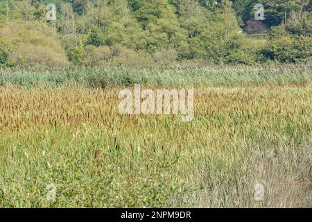 Schilfbeet (Katzenschwanz und Seezungenarten) – Typha latifolia und Phragmites communis. Typische Feuchtgebiete Großbritanniens. Stockfoto