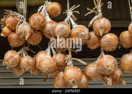 Zwiebeln, die in der Sommersonne trocknen, Kanazawa, Japan. Stockfoto