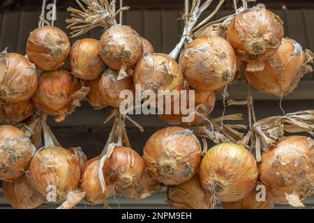 Zwiebeln, die in der Sommersonne trocknen, Kanazawa, Japan. Stockfoto