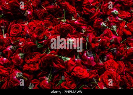 Natürlicher roter Rosenhintergrund, frischer Schnitt dunkler Rosen Nahaufnahme des Texturhintergrunds. Hochwertiges Foto Stockfoto