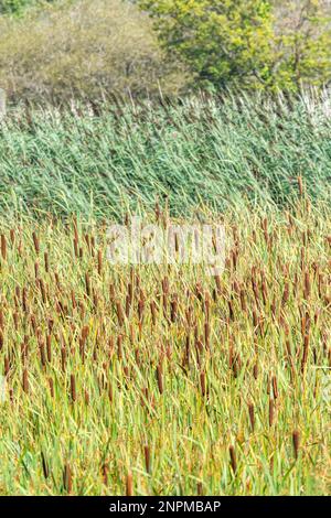 Schilfbeetes (Katze-Tail und gemeinsamen Reed Arten). Fokale Betonung der Katze-Tail braune Köpfe in einer horizontalen Ebene Mitte Bild unten. Stockfoto