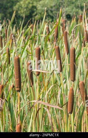 Katzenschwanz / Grosser Reedmace / Busch - Typha latifolia - Bett am Fluss. Typisches Feuchtgebiet in Großbritannien. Stockfoto