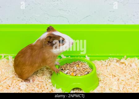 Das Meerschweinchen isst Essen in einer grünen Box auf einem Sägemehl-Bett. Stockfoto