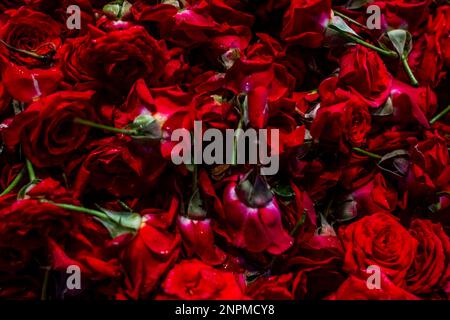 Natürlicher roter Rosenhintergrund, frischer Schnitt dunkler Rosen Nahaufnahme des Texturhintergrunds. Hochwertiges Foto Stockfoto