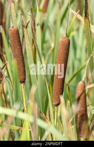 Nahaufnahme des Katzenschwanzes/Großen Reedmace/Bulrausch – Typha latifolia. Typische Feuchtgebiete Großbritanniens. Stockfoto