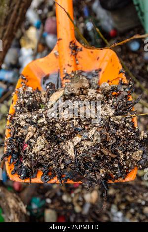 Brent Reservoir (die walisische Harfe), Großbritannien. 26. Februar 2023 Polystyrol- und Plastikstreu in einer Schaufel. Mehr als 70 Freiwillige aus der lokalen Gemeinde unternahmen heldenhafte Anstrengungen, um die enorme Menge an Müll zu bekämpfen, die sowohl der Tierwelt als auch der Umwelt entlang des Seidenstroms, der zum Brent-Reservoir führt, bekannt als walisische Harfe, irreparable Schäden verursacht. In nur zwei Stunden wurden mindestens 4 Tonnen überwiegend Kunststoffabfälle gesammelt, darunter Getränkeflaschen und -Dosen, Fußbälle und Polystyrol. Foto: Amanda Rose/Alamy Live News Stockfoto