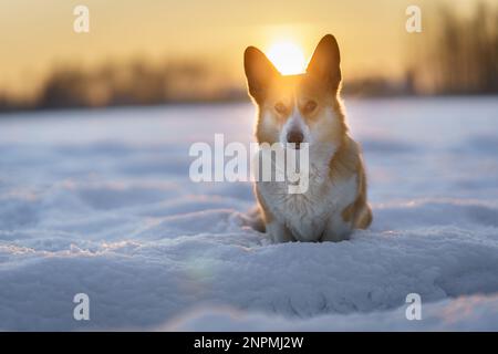Welsh Corgi Pembroke Hund in Winterlandschaft bei Sonnenuntergang. Glücklicher Hund im Schnee Stockfoto