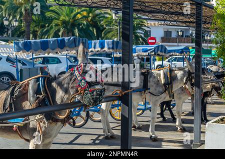 Esel in der Stadt Mijas, Andalusien, Südspanien. Eine der Touristenattraktionen in Mijas sind Besichtigungstouren mit Burro-Taxis oder Eselkarren Stockfoto