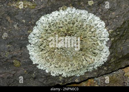 Xanthoparmelia conspersa (Pfeffergesteinschild) ist in gemäßigten Zonen, die auf Kieselgestein wachsen, weit verbreitet. Stockfoto