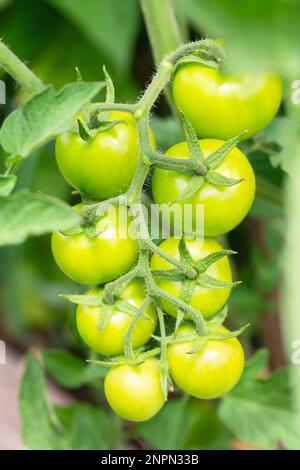 Grüne Kirschtomaten, die in einem Gewächshaus angebaut werden. Unreife Tomaten liegen auf grünem Laubhintergrund und hängen im Garten an der Weinrebe eines Tomatenbaums. Stockfoto