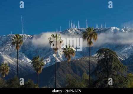 San Gabriel Mountains nach dem jüngsten Südkalifornien-Sturm. Nach Norden, von Pasadena, Richtung Mt. Wilson, mit Palmen im Vordergrund. Stockfoto