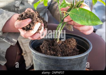 Eine Frau aus nächster Nähe repotiert eine Pflanze in einem größeren Topf, Passionsfruchtpflanze, hält Erde in der Hand, kein sichtbares Gesicht Stockfoto