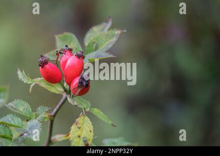 Busch mit drei Rosenhüften und grünen Blättern in Deutschland Stockfoto