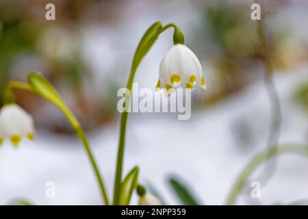 Eine Gruppe von Frühlingsblumen mit Schneeflocke in einem verschneiten Winterwald Stockfoto