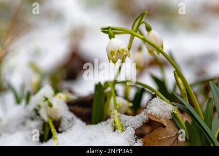 Eine Gruppe von Frühlingsblumen mit Schneeflocke in einem verschneiten Winterwald Stockfoto