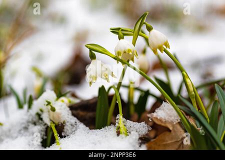 Eine Gruppe von Frühlingsblumen mit Schneeflocke in einem verschneiten Winterwald Stockfoto