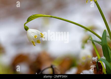 Eine Gruppe von Frühlingsblumen mit Schneeflocke in einem verschneiten Winterwald Stockfoto