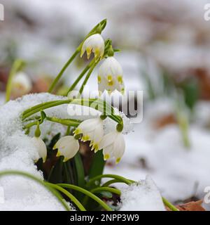 Eine Gruppe von Frühlingsblumen mit Schneeflocke in einem verschneiten Winterwald Stockfoto