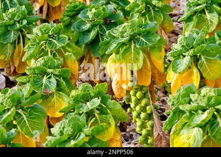 Rosenkohl (brassica), der vor der Ernte auf einem Feld überwintern und reifen muss, Angus, Schottland, Vereinigtes Königreich. Stockfoto