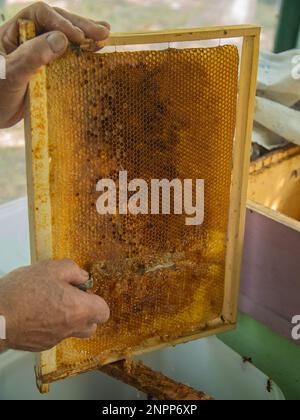 Extraktion von Honig aus Wabenkonzept. Nahaufnahme des Imkers, der Wachsdeckel mit heißem Messer aus der Wabe zur Honiggewinnung schneidet. Stockfoto