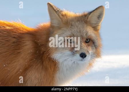 Nahaufnahme eines wunderschönen Rotfuchs (Vulpes vulpes) in natürlicher, wilder Umgebung im Winter. Stockfoto