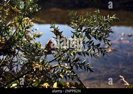 Metzgerbesen mit Beeren am Ufer eines Flusses aus nächster Nähe Stockfoto