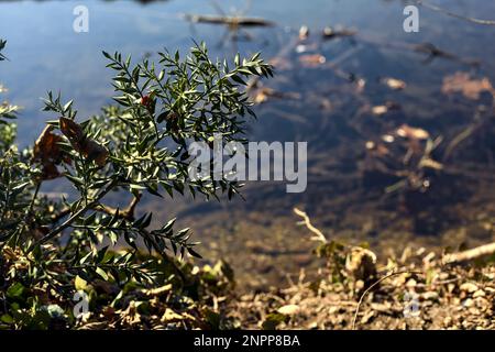 Metzgerbesen mit Beeren am Ufer eines Flusses aus nächster Nähe Stockfoto