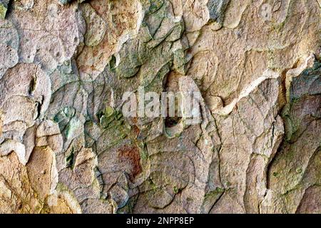 Sycamore (acer pseudoplatanus), Nahaufnahme der Muster und Texturen in der Rinde des Gemeinen Baumes. Stockfoto