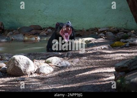 Nahaufnahme des knurrenden Tasmanischen Teufels (Sarcophilus harrisii) mit offenem Kiefer in einem Wildlife Park in Sydney, NSW, Australien. Der Tasmanische Teufel ist der La Stockfoto