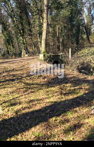 Überqueren Sie an einem Wintertag einen Pfad in einem Park über eine alte Ziegelsteintreppe neben einem winzigen trockenen Kanal in einem Wald Stockfoto