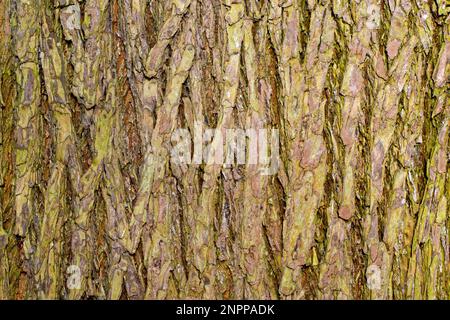 Wych Elm (Ulmus glabra), Nahaufnahme mit Details und Texturen in der Rinde eines reifen Baumes. Stockfoto