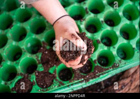 Nahaufnahmen-Frau pflanzt Erde in grüner Kultivierungsform, um neue Samen zu Pflanzen Stockfoto