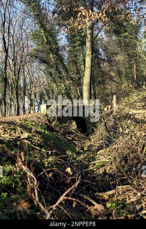 Überqueren Sie an einem Wintertag einen Pfad in einem Park über eine alte Ziegelsteintreppe neben einem winzigen trockenen Kanal in einem Wald Stockfoto