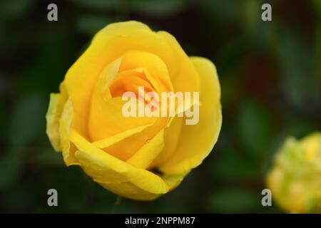 Eine wunderschöne gelbe Rose nach dem Regen. Stockfoto