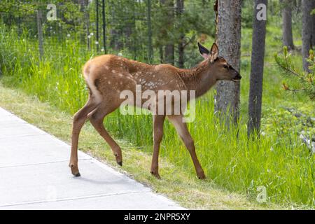 Wapitihirsch läuft auf wackeligen Beinen über die Straße in den Wald Stockfoto