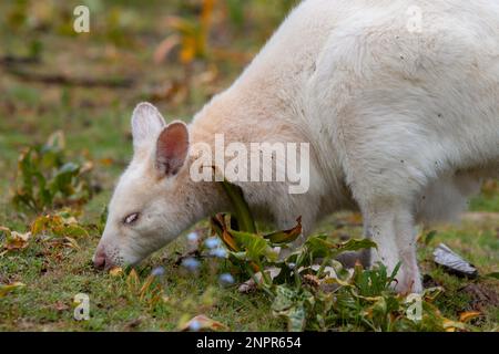 White Albino Bennetts Wallaby auf Bruny Island Tasmanien Nahaufnahme Stockfoto