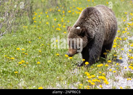 Weibliche Grizzlybären, die durch Löwenzahne wandern Stockfoto