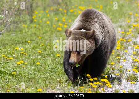 Weibliche Grizzlybären, die durch Löwenzahne wandern Stockfoto