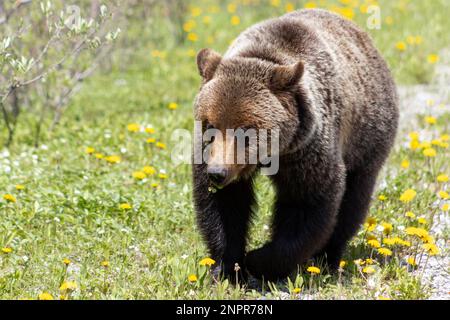 Weibliche Grizzlybären, die durch Löwenzahne wandern Stockfoto