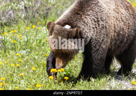 Weibliche Grizzlybären, die durch Löwenzahne wandern Stockfoto