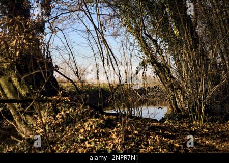 Ein Wasserstrom, der an einem sonnigen Wintertag in der italienischen Landschaft von einem Wald neben einem Kulturfeld umgeben ist Stockfoto